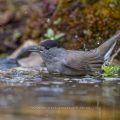 Mönchsgrasmücke (Sylvia atricapilla) Männchen, badend