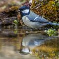 Kohlmeise (parus major)