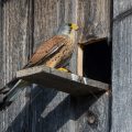 Turmfalke (Falco tinnunculus) Männchen am Nistkasten