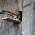 Turmfalke (Falco tinnunculus) Männchen am Nistkasten