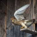 Turmfalke (Falco tinnunculus) Weibchen