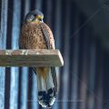 Turmfalke (Falco tinnunculus) Männchen am Nistkasten