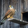 Turmfalke (Falco tinnunculus) Männchen am Nistkasten