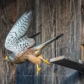 Turmfalke (Falco tinnunculus) Männchen am Nistkasten