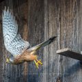Turmfalke (Falco tinnunculus) Männchen am Nistkasten