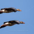 Graugans (Anser anser)