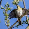 Fitis (Phylloscopus trochilus)