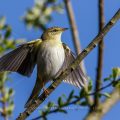 Fitis (Phylloscopus trochilus)