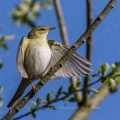 Fitis (Phylloscopus trochilus)