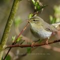 Fitis (Phylloscopus trochilus)