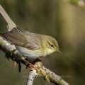 Fitis (Phylloscopus trochilus)