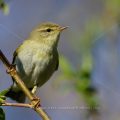 Fitis (Phylloscopus trochilus)