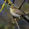 Fitis (Phylloscopus trochilus)