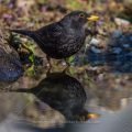Amsel (Turdus merula) Männchen
