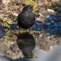 Amsel (Turdus merula) Männchen