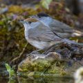 Mönchsgrasmücke (Sylvia atricapilla) Weibchen