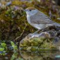 Mönchsgrasmücke (Sylvia atricapilla) Weibchen