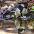 Kohlmeise (parus major)