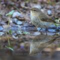 Zilpzalp (Phylloscopus collybita)