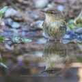 Zilpzalp (Phylloscopus collybita)