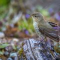 Zilpzalp (Phylloscopus collybita)