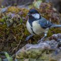 Kohlmeise (parus major)