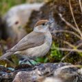 Mönchsgrasmücke (Sylvia atricapilla) Weibchen