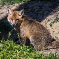Rotfuchs (Vulpes vulpes)