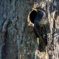 Star (Sturnus vulgaris) an der Bruthöhle