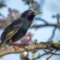 Star (Sturnus vulgaris) singend