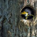 Star (Sturnus vulgaris) trägt Nistmaterial aus der Höhle