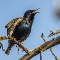 Star (Sturnus vulgaris) singend