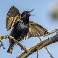 Star (Sturnus vulgaris) singend
