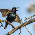 Star (Sturnus vulgaris) singend