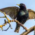 Star (Sturnus vulgaris) singend