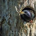 Star (Sturnus vulgaris)