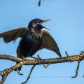 Star (Sturnus vulgaris) singend