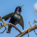 Star (Sturnus vulgaris)