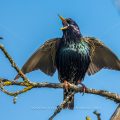 Star (Sturnus vulgaris) singend