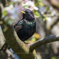 Star (Sturnus vulgaris)