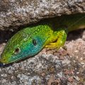 Westliche Smaragdeidechse (Lacerta bilineata) Männchen