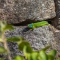 Westliche Smaragdeidechse (Lacerta bilineata) Männchen