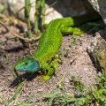 Westliche Smaragdeidechse (Lacerta bilineata) Männchen