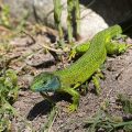 Westliche Smaragdeidechse (Lacerta bilineata) Männchen, Stacking mit 22 Bildern