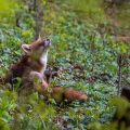Rotfuchs (Vulpes vulpes)