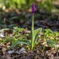 Mannsknabenkraut (Orchis mascula)