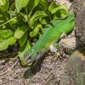 Westliche Smaragdeidechse (Lacerta bilineata) Weibchen