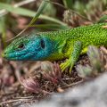 Westliche Smaragdeidechse (Lacerta bilineata) Männchen
