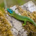 Westliche Smaragdeidechse (Lacerta bilineata) Männchen