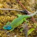 Westliche Smaragdeidechse (Lacerta bilineata) Männchen